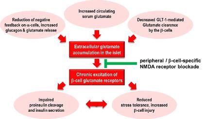 Figure 2: Protection of beta cell function by NMDA receptor inhibition - working hypothesis.