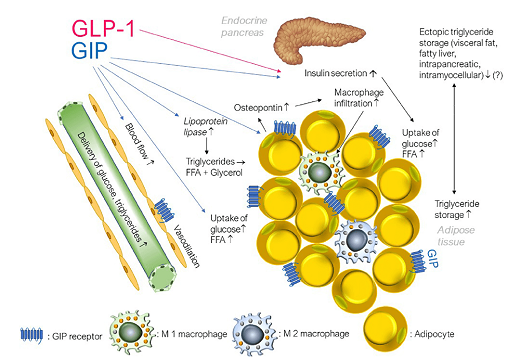 GLP-1 and GIP