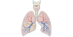 By Patrick J. Lynch, medical illustrator (Patrick J. Lynch, medical illustrator) [CC BY 2.5 (http://creativecommons.org/licenses/by/2.5)], via Wikimedia Commons