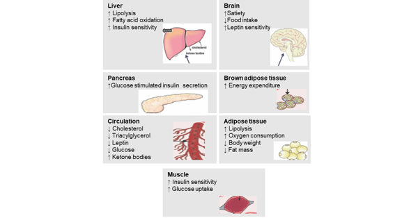 Metabolic actions of GLP- 1 and GCG receptor agonists on key organs