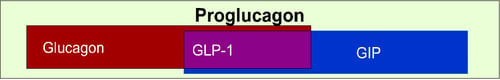 Simplified schematic overview of the glucagon superfamily of peptides