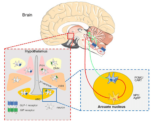 GIP and GGLP-1 receptors in the hypothalamus