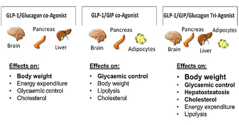 effects of multi-agonists targeting the receptors for GLP-,Glucagon, GLP-1,GIP and GLP-1,GIP,Glucagon