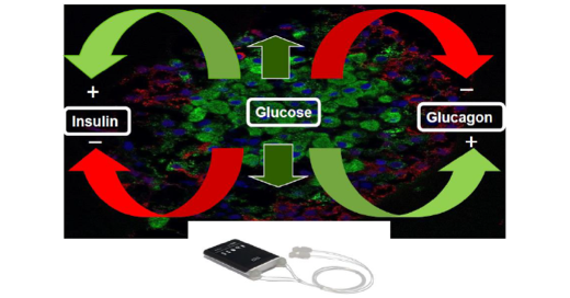 Dual-hormone artificial pancreas systems