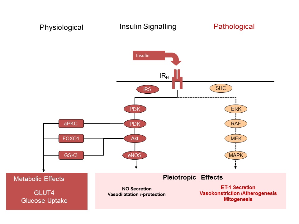 Pathways of Diabetes: Beta cell dysfunction and insulin signalling