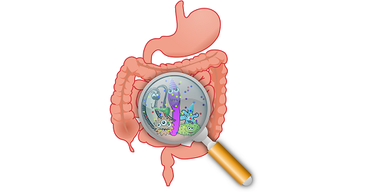 Gut Microbiota and Type 2 Diabetes