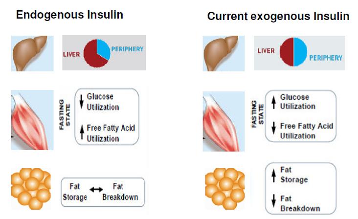 Hepatoselective insulin analogues-a dream may become reality?